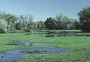 Eurasian Water Milfoil