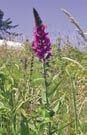 Purple Loosestrife